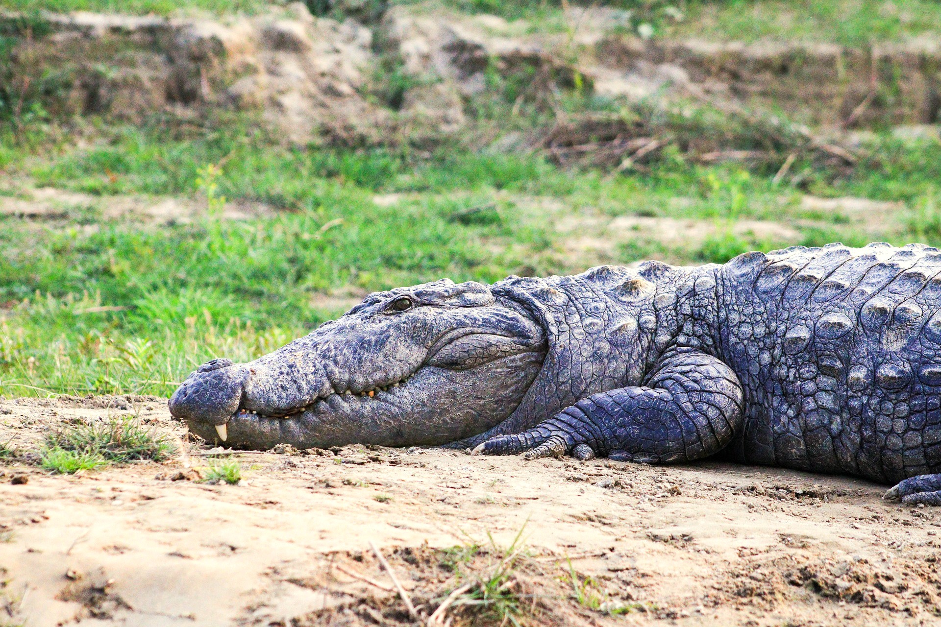 Bardiya National Park Jungle Safari