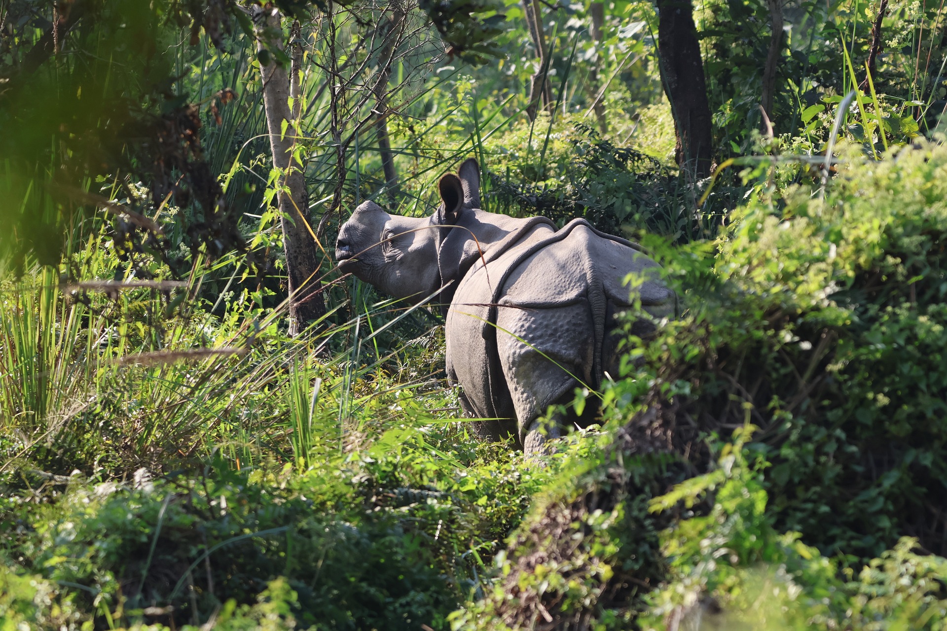 Bardiya National Park Jungle Safari