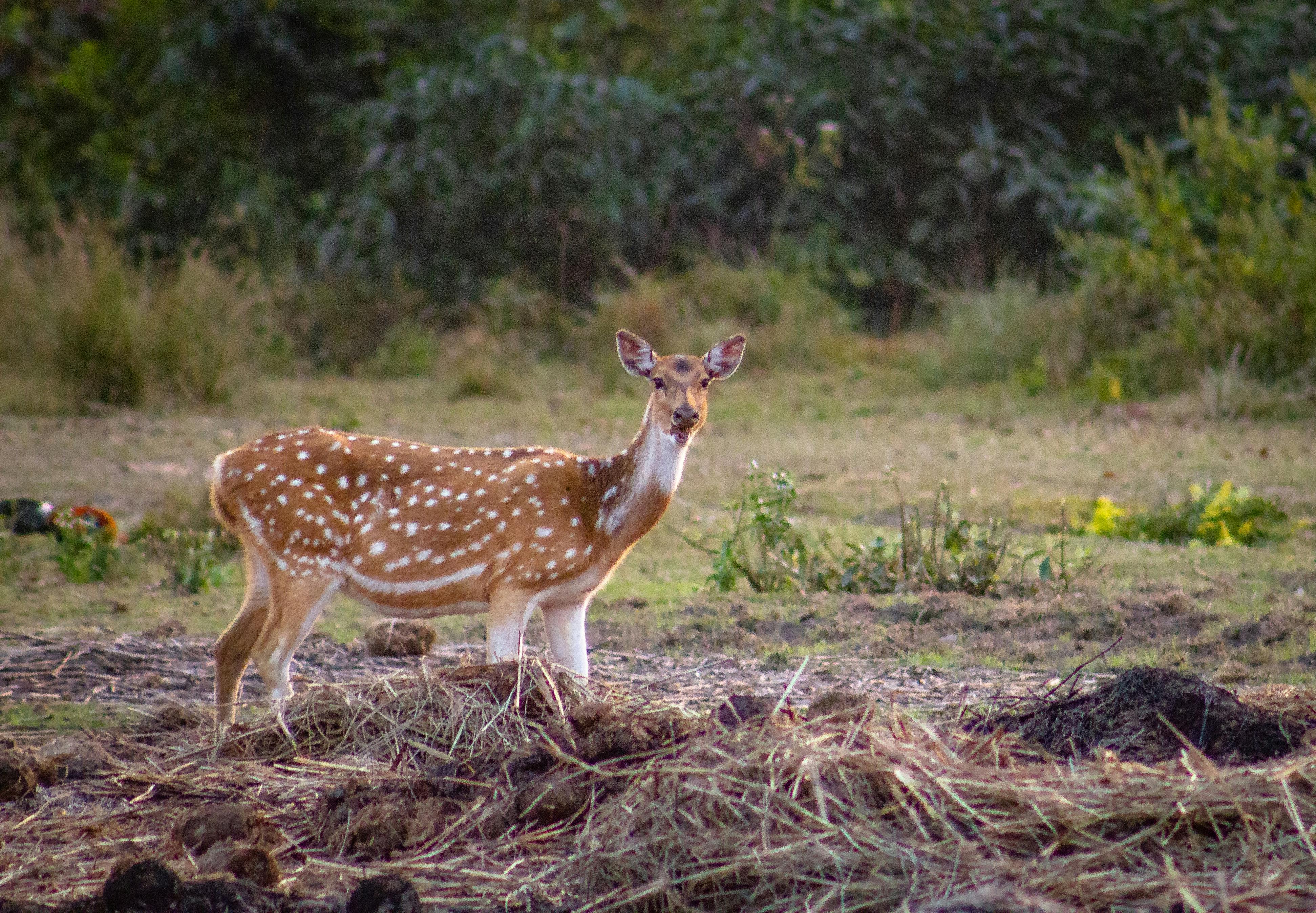 chitwan jungle safari